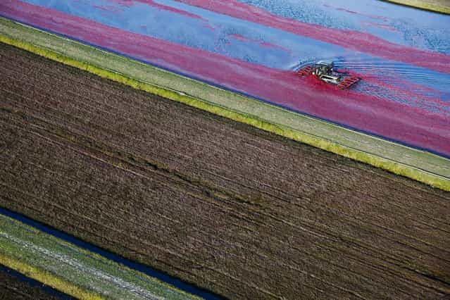 An operator drives a mechanical harvester in a cranberry marsh near Warrens, Wisconsin, USA, 5 October 2012. According to the Wisconsin State Cranberry Growers Association, Wisconsin is expected to harvest 4.5 million barrels (each barrel is 45.36 kilograms) in 2012 and produces more than 50 percent of the world's cranberry supply. Nowadays nearly 33 percent of the US cranberry crop is exported. (Photo by Andy Manis/Cranberry Growers via EPA)