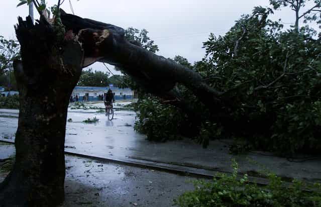 A man rides his bicycle under the arc made by a tree knocked down by Hurricane Sandy in Gibara, Cuba. (Photo by Franklin Reyes/Associated Press)