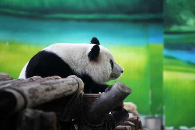 Ten-year-old giant panda Xin Yue 