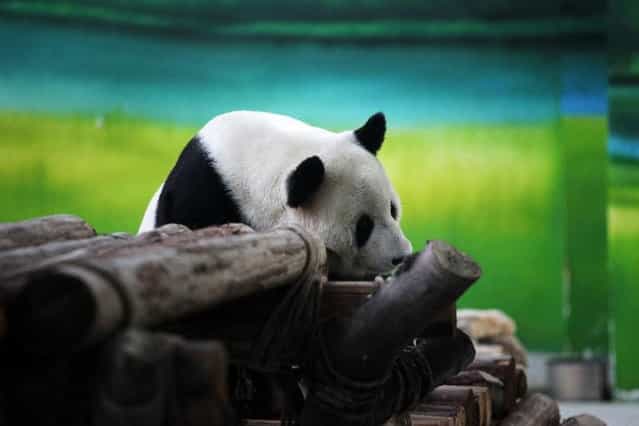 Ten-year-old giant panda Xin Yue 