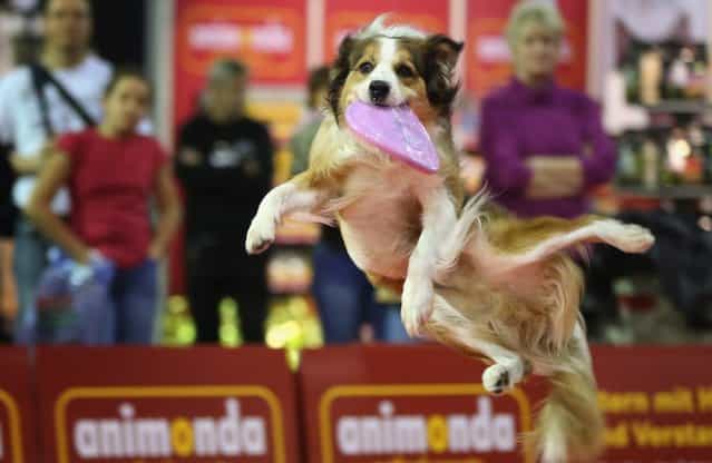 Summit, an Australian shepherd, makes a leaping catch of a frisbee at the pet trade fair (Heimtiermesse) at Velodrom on November 2, 2012 in Berlin, Germany. Exhibitors are showing the latest trends in collars, snacks and other accessories for cats, dogs and other household pets. (Photo by Sean Gallup)