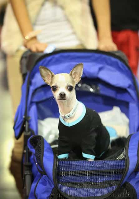 Anny, a kind of dog called a teacup chihuahua, rides in a baby pram pushed by her owner at the pet trade fair (Heimtiermesse) at Velodrom on November 2, 2012 in Berlin, Germany. Exhibitors are showing the latest trends in collars, snacks and other accessories for cats, dogs and other household pets. (Photo by Sean Gallup)