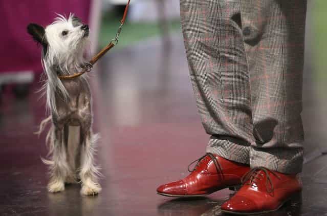 Hippie, a kind of nearly-hairless dog called a Chinese Crested, stands next to its owner at the pet trade fair (Heimtiermesse) at Velodrom on November 2, 2012 in Berlin, Germany. Exhibitors are showing the latest trends in collars, snacks and other accessories for cats, dogs and other household pets. (Photo by Sean Gallup)