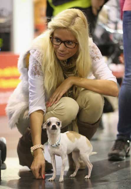 Sarah Heimann arrives with her dog Anny, who is of a breed called called a teacup chihuahua, at the pet trade fair (Heimtiermesse) at Velodrom on November 2, 2012 in Berlin, Germany. Exhibitors are showing the latest trends in collars, snacks and other accessories for cats, dogs and other household pets. (Photo by Sean Gallup)