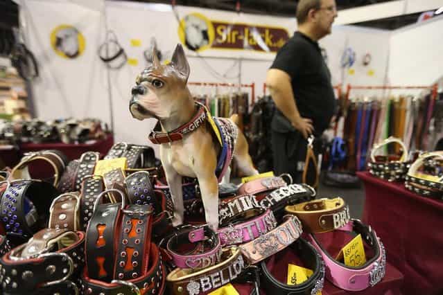 An exhibitor shows sells dog collars and leashes at the pet trade fair (Heimtiermesse) at Velodrom on November 2, 2012 in Berlin, Germany. Exhibitors are showing the latest trends in collars, snacks and other accessories for cats, dogs and other household pets. (Photo by Sean Gallup)