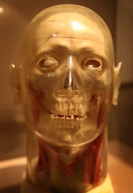 A manufactured plastic skull from 1950 is displayed at the Death: A Self-portrait exhibition at the Wellcome Collection on November 14, 2012 in London, England. The exhibition showcases 300 works from a unique collection by Richard Harris, a former antique print dealer from Chicago, devoted to the iconography of death. The display highlights art works, historical artifacts, anatomical illustrations and ephemera from around the world and opens on November 15, 2012 until February 24, 2013. (Photo by Peter Macdiarmid)