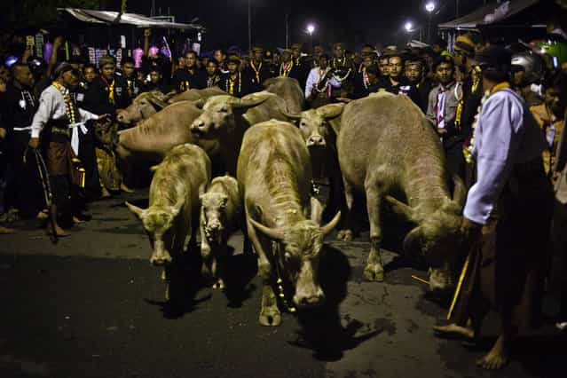 White buffalos (kebo bule) are shepherded at the rituals night carnival [1st Suro] ( Javanese calender) during Islamic New Year celebrations at Kasunanan Palace on November 15, 2012 in Solo City, Central Java, Indonesia. Javanese will celebrate the national holiday with ceremonies and rituals marking the 1434th Islamic New Year's Eve or [1st Suro]. The parade started from Keraton Kasunanan and is headed by a group of albino buffaloes, known as Kebo Bule. Local people believe that the parade of Heirlooms and Kebo Bule will bring them a better life. (Photo by Ulet Ifansasti)