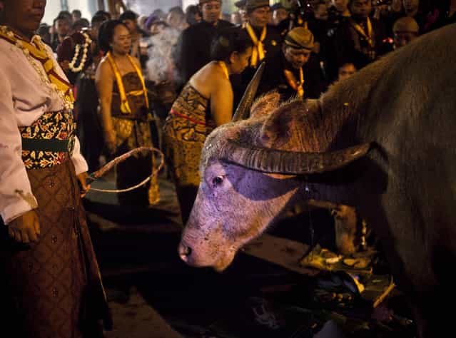 A white buffalo (kebo bule) before the rituals night carnival [1st Suro] ( Javanese calender) during Islamic New Year celebrations in Kasunanan Palace on November 14, 2012 in Solo City, Central Java, Indonesia. Javanese will celebrate the national holiday with ceremonies and rituals marking the 1434th Islamic New Year's Eve or [1st Suro]. The parade started from Keraton Kasunanan and is headed by a group of albino buffaloes, known as Kebo Bule. Local people believe that the parade of Heirlooms and Kebo Bule will bring them a better life. (Photo by Ulet Ifansasti)