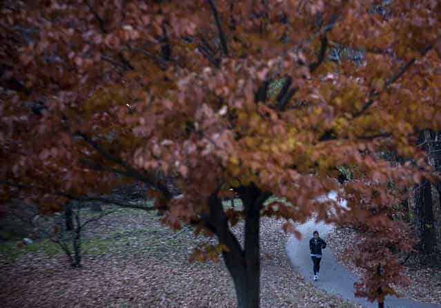 A runner passes trees with leaves changing color in Rock Creek Park on November 18, 2012 in Washington, DC. (Photo by Brendan Smialowski/AFP Photo)