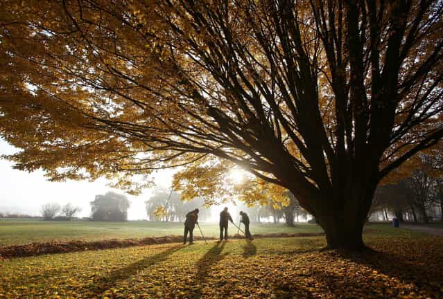 Men sweep leaves underneath a tree in the early morning autumn sun at the Alster in Hamburg, northern Germany, on November 15, 2012. (Photo by Christian Charisius/AFP Photo)