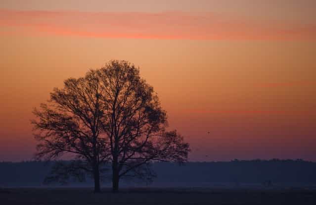 The sky is illuminated behind a tree near Jaenschwalde, eastern Germany, on November 14, 2012. Temperatures below zero caused frost in many parts of Germany. (Photo by Patrick Pleul/AFP Photo)