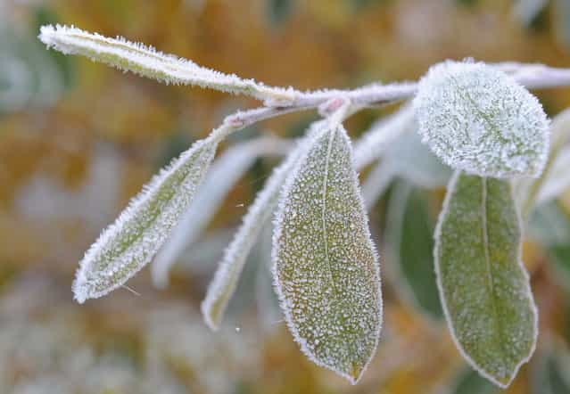 Ice crystals cover the leaves of a tree in Mahlow, eastern Germany, on November 15, 2012. Temperatures below zero caused frost in many parts of Germany (Photo by Bernd Settnik/AFP Photo)