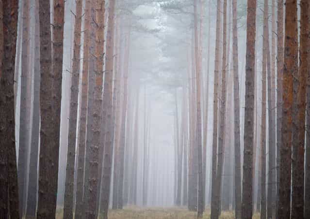 Fog hangs between pine trees in a forest near Neubrueck, eastern Germany, on November 20, 2012. Meteorologists forecast cloudy sky and temperatures around 5 degrees Celsius for the region. (Photo by Patrick Pleul/AFP Photo)