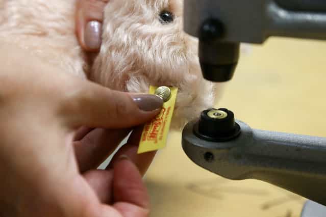 A teddy bear has the company logo pinned to its ear at the Steiff stuffed toy factory on November 23, 2012 in Giengen an der Brenz, Germany. Founded by seamstress Margarethe Steiff in 1880, Steiff has been making stuffed teddy bears since the early 20th century ever since her nephew Richard Steiff exhibited the first commercially produced teddy bear in Europe in 1903. Teddy bears are among the most popular children's toys and the company is hoping for a strong Christmas season. (Photo by Thomas Niedermueller)