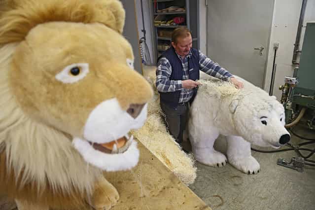 A worker prepares a polar bear at the Steiff stuffed toy factory on November 23, 2012 in Giengen an der Brenz, Germany. Founded by seamstress Margarethe Steiff in 1880, Steiff has been making stuffed teddy bears since the early 20th century ever since her nephew Richard Steiff exhibited the first commercially produced teddy bear in Europe in 1903. Teddy bears are among the most popular children's toys and the company is hoping for a strong Christmas season. (Photo by Thomas Niedermueller)