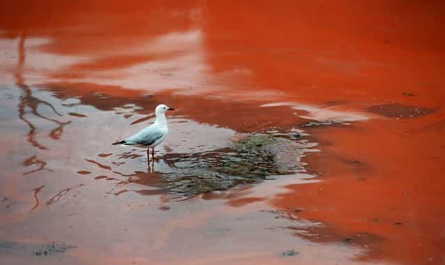 A seagull stands a red algae bloom discolouring the water at Sydney's Clovelly Beach on November 27, 2012, which closed some beaches for swimming including Bondi Beach for a period of time. While the red algae, known as Noctiluca scintillans or sea sparkle, has no toxic effects, people are still advised to avoid swimming in areas with discoloured water because the algae, which can be high in ammonia, can cause skin irritation. (Photo by William West/AFP Photo)