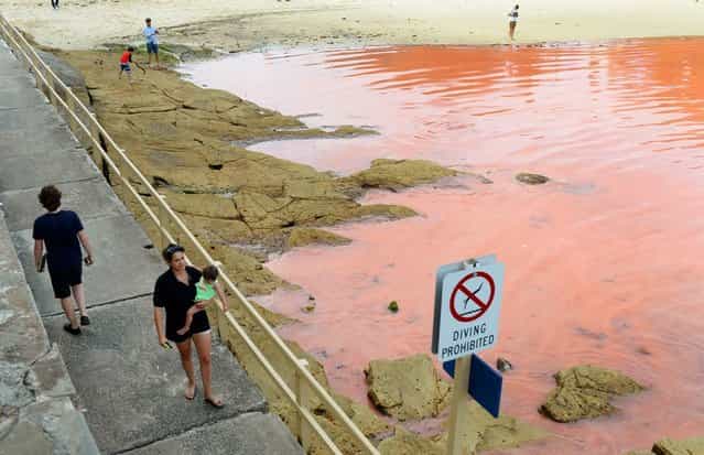 People walk past a red algae bloom discolouring the water at Sydney's Clovelly Beach on November 27, 2012, which closed some beaches for swimming including Bondi Beach for a period of time. While the red algae, known as Noctiluca scintillans or sea sparkle, has no toxic effects, people are still advised to avoid swimming in areas with discoloured water because the algae, which can be high in ammonia, can cause skin irritation. (Photo by William West/AFP Photo)