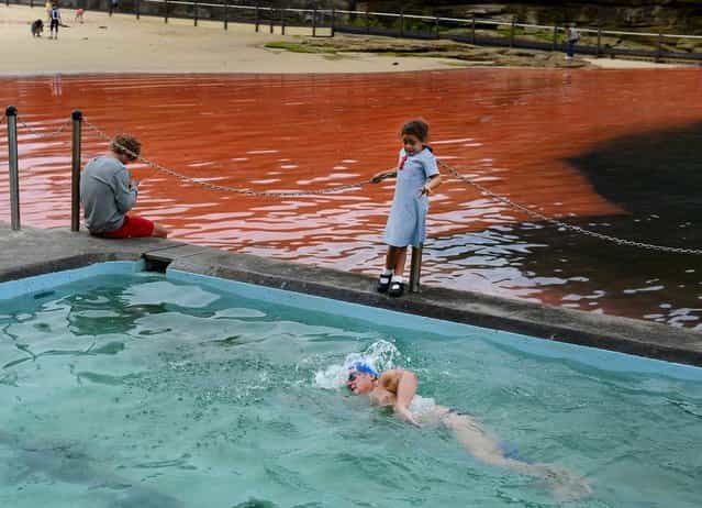 A swimmer swims in the safety of the pool as a red algae bloom discolours the water at Sydney's Clovelly Beach on November 27, 2012, which closed some beaches for swimming including Bondi Beach for a period of time. While the red algae, known as Noctiluca scintillans or sea sparkle, has no toxic effects, people are still advised to avoid swimming in areas with discoloured water because the algae, which can be high in ammonia, can cause skin irritation. (Photo by William West/AFP Photo)