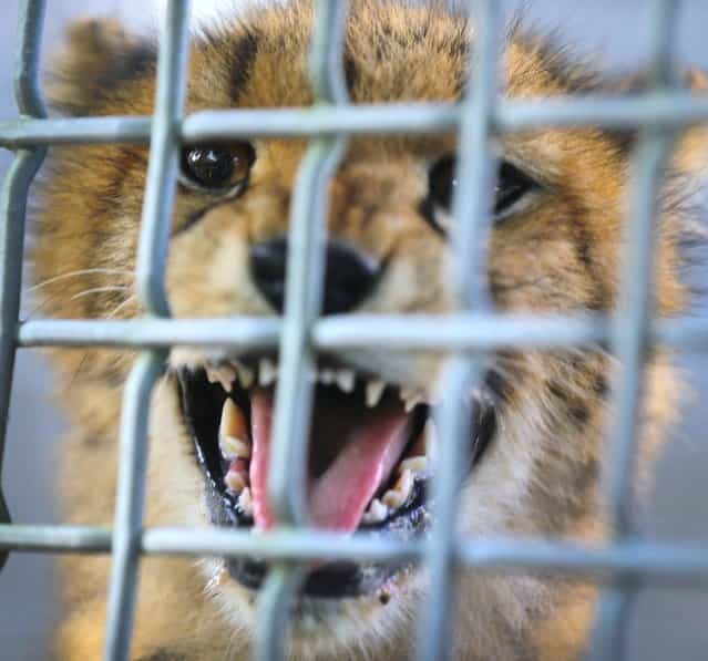 One of two 9-month old Cheetahs is seen after it was released into a quarantine facility at Zoo Miami on November 29, 2012 in Miami, Florida. The two sub-adult brothers who arrived today were captive-born on March 6th of this year at the Ann van Dyk Cheetah Centre just outside of Pretoria, South Africa. The Cheetahs, after being monitored and examined for a minimum of 30 days to insure that they are healthy and stable, will be featured in Zoo Miami's Wildlife Show at the newly constructed amphitheater and will continue the work of Zoo Miami's Cheetah Ambassador Program by making appearances off zoo grounds at a variety of venues including schools and civic organizations. (Photo by Joe Raedle)