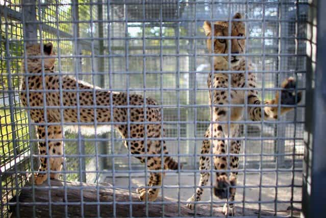 Two 9-month old Cheetahs stand in a cage after they were released into a quarantine facility at Zoo Miami on November 29, 2012 in Miami, Florida. The two sub-adult brothers who arrived today were captive-born on March 6th of this year at the Ann van Dyk Cheetah Centre just outside of Pretoria, South Africa. The Cheetahs, after being monitored and examined for a minimum of 30 days to insure that they are healthy and stable, will be featured in Zoo Miami's Wildlife Show at the newly constructed amphitheater and will continue the work of Zoo Miami's Cheetah Ambassador Program by making appearances off zoo grounds at a variety of venues including schools and civic organizations. (Photo by Joe Raedle)