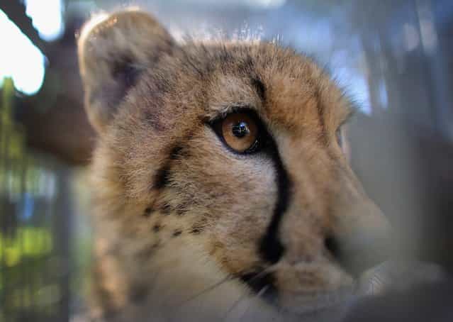 One of two 9-month old Cheetahs is seen after it was released into a quarantine facility at Zoo Miami on November 29, 2012 in Miami, Florida. The two sub-adult brothers who arrived today were captive-born on March 6th of this year at the Ann van Dyk Cheetah Centre just outside of Pretoria, South Africa. The Cheetahs, after being monitored and examined for a minimum of 30 days to insure that they are healthy and stable, will be featured in Zoo Miami's Wildlife Show at the newly constructed amphitheater and will continue the work of Zoo Miami's Cheetah Ambassador Program by making appearances off zoo grounds at a variety of venues including schools and civic organizations. (Photo by Joe Raedle)