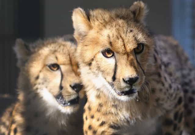 Two 9-month old Cheetahs are seen after they were released into a quarantine facility at Zoo Miami on November 29, 2012 in Miami, Florida. The two sub-adult brothers who arrived today were captive-born on March 6th of this year at the Ann van Dyk Cheetah Centre just outside of Pretoria, South Africa. The Cheetahs, after being monitored and examined for a minimum of 30 days to insure that they are healthy and stable, will be featured in Zoo Miami's Wildlife Show at the newly constructed amphitheater and will continue the work of Zoo Miami's Cheetah Ambassador Program by making appearances off zoo grounds at a variety of venues including schools and civic organizations. (Photo by Joe Raedle)