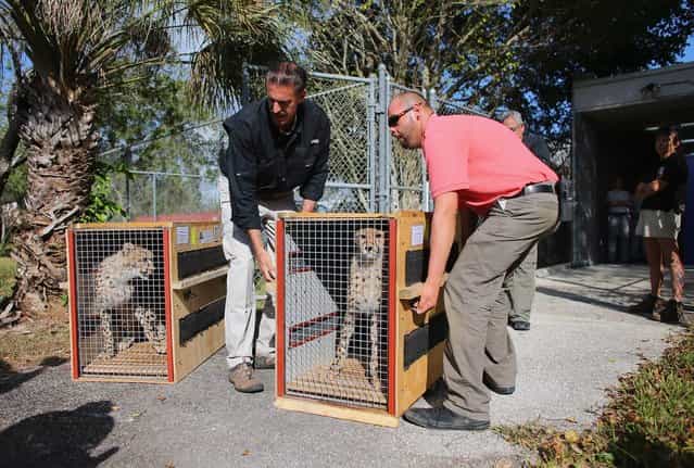 Zoo Miami's, Ron Magill, (L) and Willy Cotto unload two nine-month old Cheetahs as they arrive at a quarantine facility at Zoo Miami on November 29, 2012 in Miami, Florida. The two sub-adult brothers who arrived today were captive-born on March 6th of this year at the Ann van Dyk Cheetah Centre just outside of Pretoria South Africa. The Cheetahs after being monitored and examined for a minimum of 30 days to insure that they are healthy and stable, will be featured in Zoo Miami's Wildlife Show at the newly constructed amphitheater and will continue the work of Zoo Miami's Cheetah Ambassador Program by making appearances off zoo grounds at a variety of venues including schools and civic organizations. (Photo by Joe Raedle)