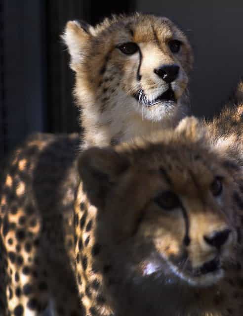 Two nine-month old Cheetahs are seen after they were released into a quarantine facility at Zoo Miami on November 29, 2012 in Miami, Florida. The two sub-adult brothers who arrived today were captive-born on March 6th of this year at the Ann van Dyk Cheetah Centre just outside of Pretoria South Africa. The Cheetahs after being monitored and examined for a minimum of 30 days to insure that they are healthy and stable, will be featured in Zoo Miami's Wildlife Show at the newly constructed amphitheater and will continue the work of Zoo Miami's Cheetah Ambassador Program by making appearances off zoo grounds at a variety of venues including schools and civic organizations. (Photo by Joe Raedle)