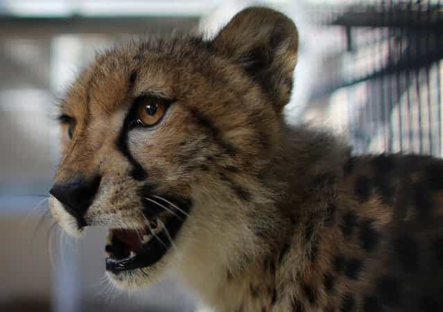 One of two nine-month old Cheetahs is seen after it was released into a quarantine facility at Zoo Miami on November 29, 2012 in Miami, Florida. The two sub-adult brothers who arrived today were captive-born on March 6th of this year at the Ann van Dyk Cheetah Centre just outside of Pretoria South Africa. The Cheetahs after being monitored and examined for a minimum of 30 days to insure that they are healthy and stable, will be featured in Zoo Miami's Wildlife Show at the newly constructed amphitheater and will continue the work of Zoo Miami's Cheetah Ambassador Program by making appearances off zoo grounds at a variety of venues including schools and civic organizations. (Photo by Joe Raedle)
