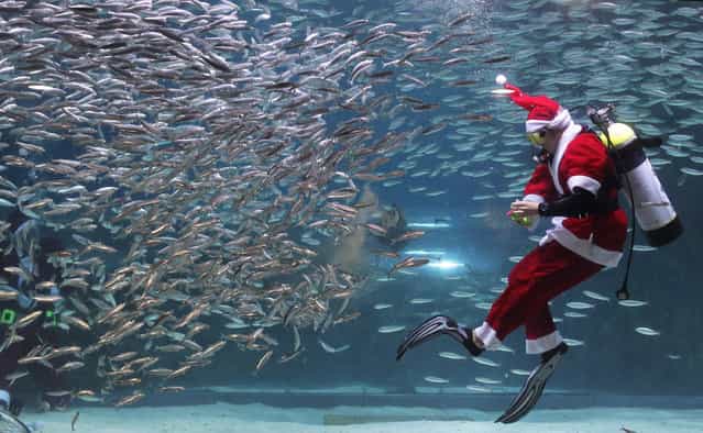 A South Korean diver clad in Santa Claus costume swims with sardines at The Coex Aquarium on December 8, 2012 in Seoul, South Korea. Even though the official religion of South Korea is Buddhism, about 30 percent of it is Christian and Christmas is one of the biggest holidays to be celebrated in South Korea. (Photo by Chung Sung-Jun)
