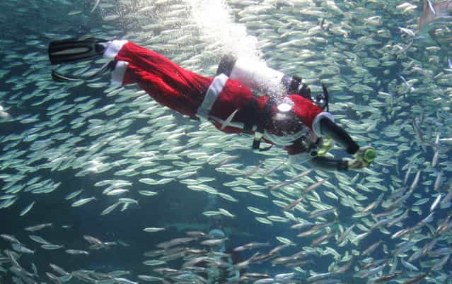 A South Korean diver clad in Santa Claus costume swims with sardines at The Coex Aquarium on December 8, 2012 in Seoul, South Korea. Even though the official religion of South Korea is Buddhism, about 30 percent of it is Christian and Christmas is one of the biggest holidays to be celebrated in South Korea. (Photo by Chung Sung-Jun)