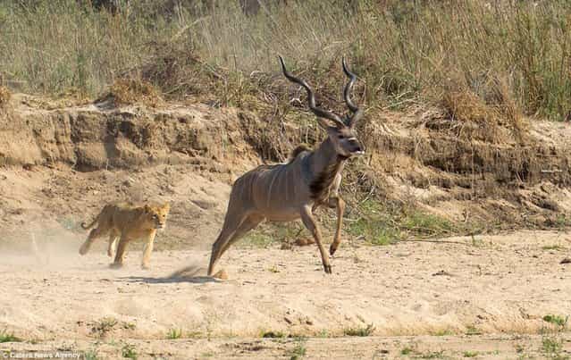 lioness VS Antelope