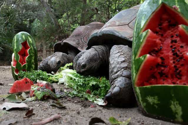 Aldabra Tortoise's receive a Christmas treat at Taronga Zoo on December 14, 2012 in Sydney, Australia. Taronga Zoo celebrated Christmas early giving Christmas-themed environmental activities to the Zoo's Giraffes, Sun Bears, Meerkats, Aldabra Tortoise and Cockatoos providing a wonderful natural display for Zoo visitors. (Photo by Lisa Maree Williams)