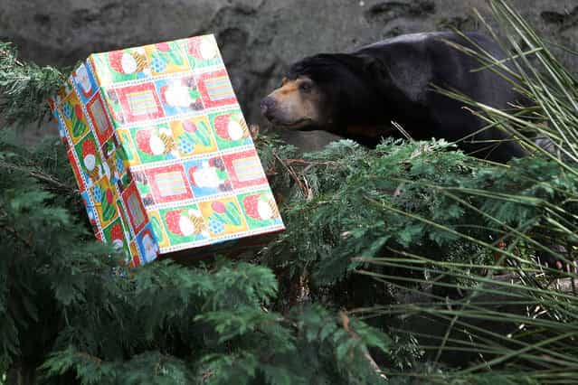 A Sun Bear receives a Christmas treat at Taronga Zoo on December 14, 2012 in Sydney, Australia. Taronga Zoo celebrated Christmas early giving Christmas-themed environmental activities to the Zoo's Giraffes, Sun Bears, Meerkats, Aldabra Tortoise and Cockatoos providing a wonderful natural display for Zoo visitors. (Photo by Lisa Maree Williams)