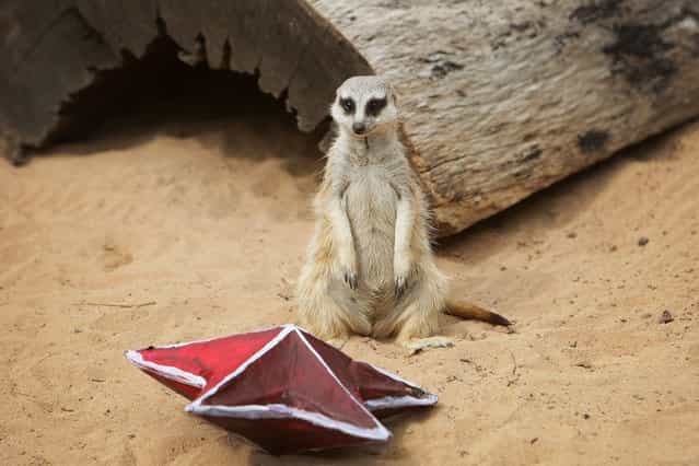 A Meerkat receives a Christmas treat at Taronga Zoo on December 14, 2012 in Sydney, Australia. Taronga Zoo celebrated Christmas early giving Christmas-themed environmental activities to the Zoo's Giraffes, Sun Bears, Meerkats, Aldabra Tortoise and Cockatoos providing a wonderful natural display for Zoo visitors. (Photo by Lisa Maree Williams)