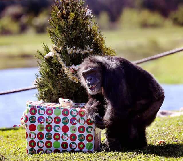 A chimp collects a wrapped gift during Lion Country Safari's annual Christmas with the Chimps on Thursday, December 20, 2012. For over 20 years, Santa Claus has visited man's closest relative at Lion Country Safari's Chimp Islands, bearing wrapped gifts for the chimps. (Bruce R. Bennett/The Palm Beach Post)