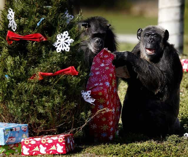 Lion Country Safari celebrated the annual Christmas with the Chimps on Thursday, December 20, 2012 beginning at 10:30am. For over 20 years, Santa Claus has visited man's closest relative at Lion Country Safari's Chimp Islands, bearing wrapped gifts for the chimps. "It is a special celebration about the chimpanzees and the people that work with them every day," said Terry Wolf, Wildlife Director. "It is a lot of fun. We pack a lot of presents with clothes, popcorn, candy, pudding, yogurt and special treats they don't get every day." (Photo by Bruce R. Bennett/The Palm Beach Post)