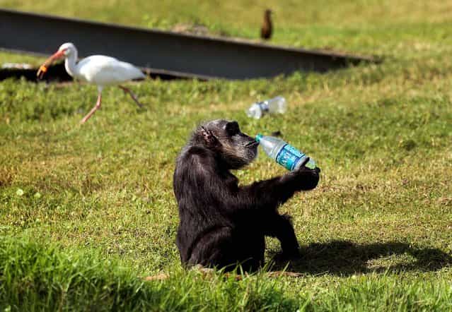 A chimp sips a bottled beverage during Lion Country Safari's annual Christmas with the Chimps on Thursday, December 20, 2012. For over 20 years, Santa Claus has visited man's closest relative at Lion Country Safari's Chimp Islands, bearing wrapped gifts for the chimps. (Bruce R. Bennett/The Palm Beach Post)