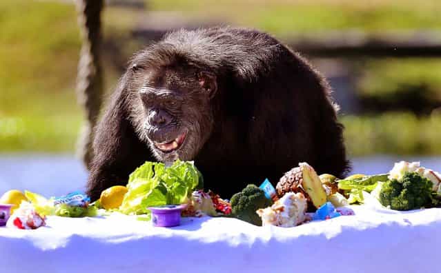 A chimp surveys a tabletop full of treats during Lion Country Safari's annual Christmas with the Chimps on Thursday, December 20, 2012. "It is a special celebration about the chimpanzees and the people that work with them every day," said Terry Wolf, Wildlife Director. "It is a lot of fun. We pack a lot of presents with clothes, popcorn, candy, pudding, yogurt and special treats they don't get every day." (Bruce R. Bennett/The Palm Beach Post)