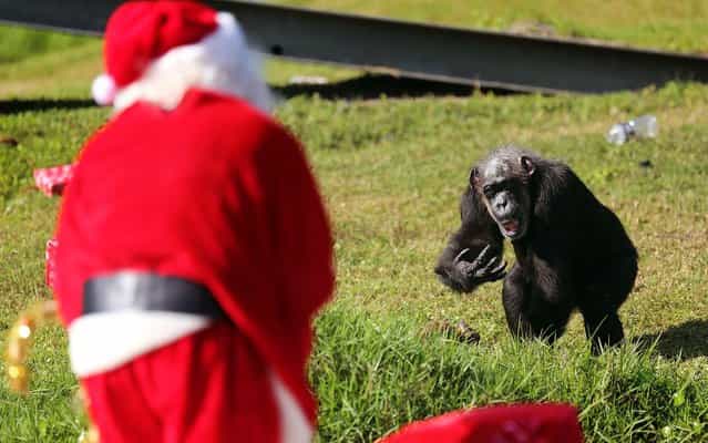 A chimp motions for Santa to deliver his gift during Lion Country Safari's annual Christmas with the Chimps on Thursday, December 20, 2012. (Bruce R. Bennett/The Palm Beach Post)