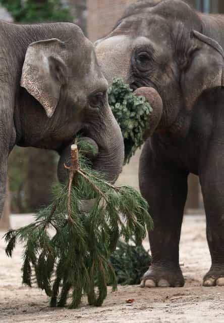 Elephants munch on Christmas trees in their enclosure at Berlin's Zoologischer Garten zoo on January 4, 2013 in Berlin, Germany. Traditionally, the animals get in the first week of the year leftover Christmas trees. (Photo by Andreas Rentz)