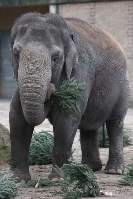 An Elephant munchs on Christmas trees in her enclosure at Berlin's Zoologischer Garten zoo on January 4, 2013 in Berlin, Germany. Traditionally, the animals get in the first week of the year leftover Christmas trees. (Photo by Andreas Rentz)