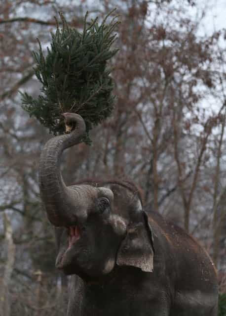 An Elephant munchs on Christmas trees in her enclosure at Berlin's Zoologischer Garten zoo on January 4, 2013 in Berlin, Germany. Traditionally, the animals get in the first week of the year leftover Christmas trees. (Photo by Andreas Rentz)