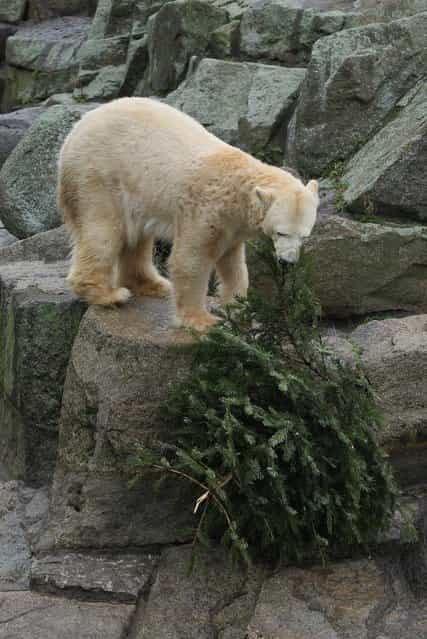 Tosca, mother of famed polar bear Knut, pulls on a discarded Christmas tree at her enclosure on the day a plaster sculpture entitled "Knut - The Dreamer," by artist Josef Tabachnyk and which is the winning proposal for the future bronze sculpture of Knut, was unveiled at Zoo Berlin zoo on January 17, 2012 in Berlin, Germany. Knut, who won global fame, died last year from a brain seizure. The final bronze sculpture, scheduled to be unveiled this summer, will be approximately one meter long. (Photo by Sean Gallup)