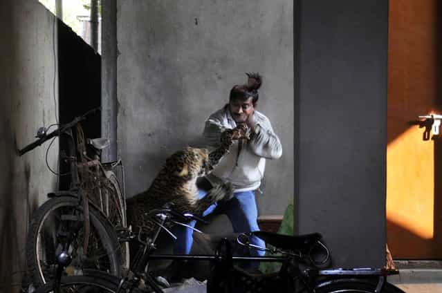 In this January 7, 2012 file photo, a wild full grown leopard scalps the head of a man as it attacks after wandering into a residential neighborhood in Gauhati, in the northern state of Assam, India. Later the leopard was tranquilized by wildlife official and taken to the state zoological park. The leopard ventured into a crowded area and injured four people before it was captured and caged. (Photo by Manas Paran/AP Photo)