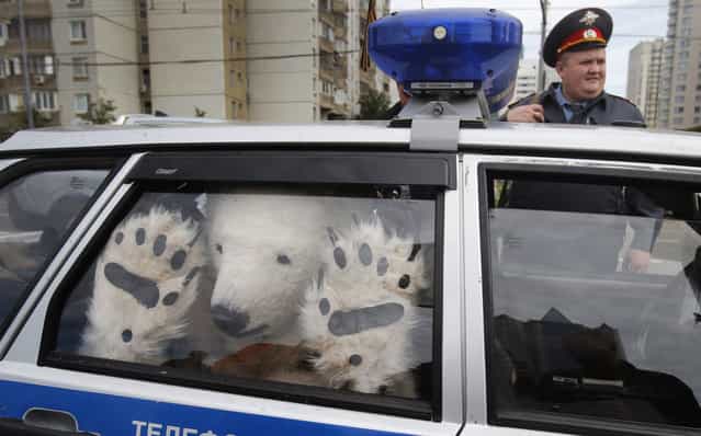 A Greenpeace activist, dressed as a polar bear, sits inside a police car after being detained outside Gazprom's headquarters in Moscow, Russia, September 5, 2012. Russian and international environmentalists are protesting against Gazprom's plans to pioneer oil drilling in the Arctic. (Photo by Misha Japaridze/AP Photo)