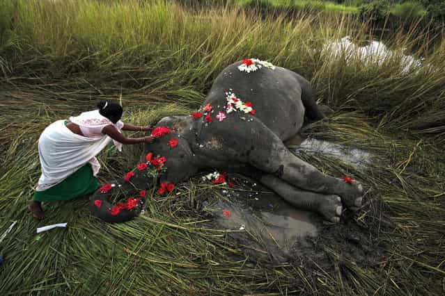 A villager offers flowers to a female adult elephant lying dead on a paddy field in Panbari village, about 50 kilometers (30 miles) east of Gauhati, India, September 1, 2012. The elephant was hit by a train and killed while crossing railway tracks with a herd of wild Asiatic elephants. (Photo by Anupam Nath/AP Photo)