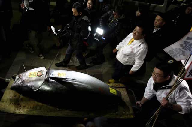 A bluefin tuna sold for a record $1.76 million at a Tokyo auction, nearly three times the previous high set last year – even as environmentalists warn that stocks of the majestic, speedy fish are being depleted worldwide amid strong demand for sushi. (Photo by Shuji Kajiyama/Associated Press)