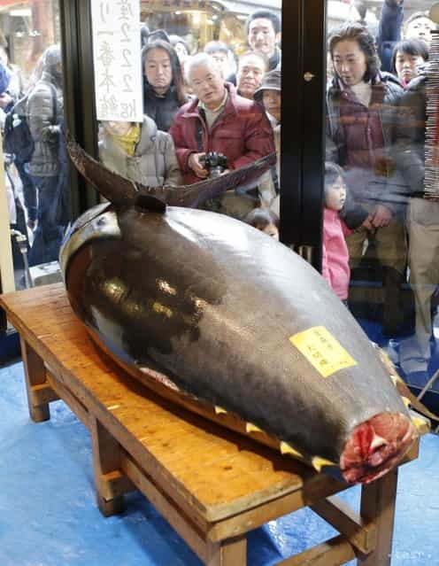 People look at the tuna while it was displayed at the restaurant. (Photo by Koji Sasahara/Associatred Press)