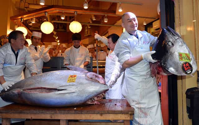 An employee of Kiyomura Co. poses with the head of the bluefin tuna. (Photo by Koji Sasahara/Associatred Press)